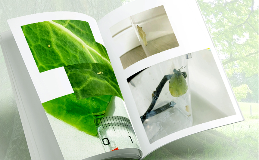 モンシロチョウ飼育の記録