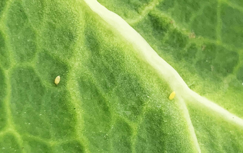 モンシロチョウ飼育の記録