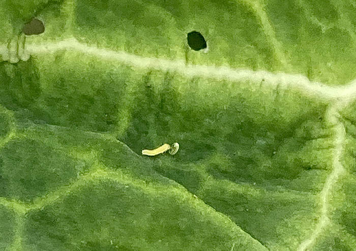 モンシロチョウ飼育の記録