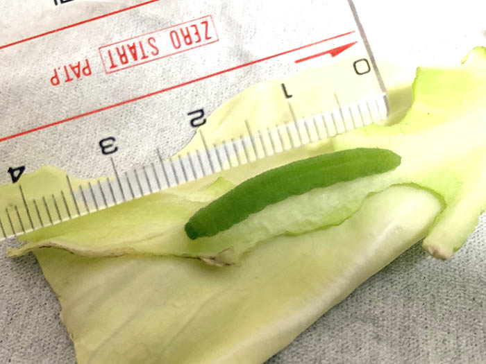 大きさは25mmになりました。