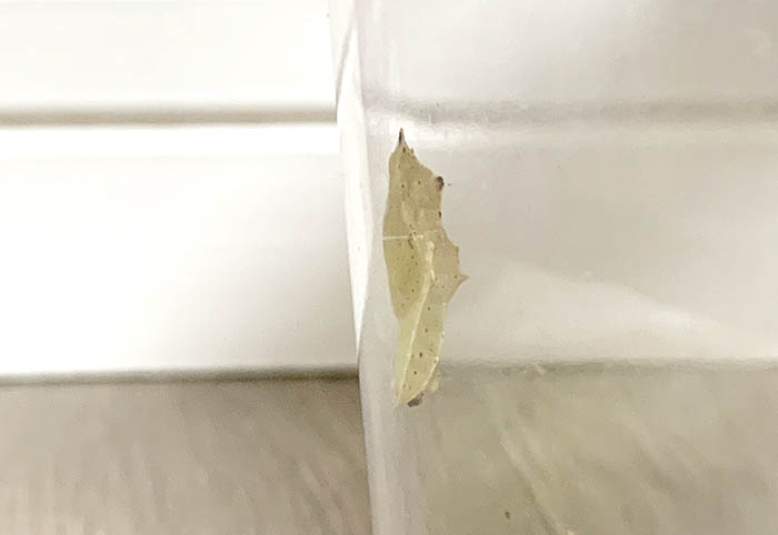 無事にさなぎになりました。