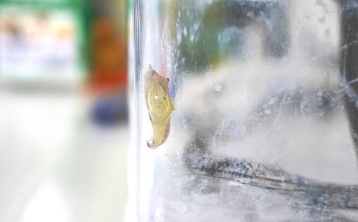 幼虫からさなぎになって、約1週間。