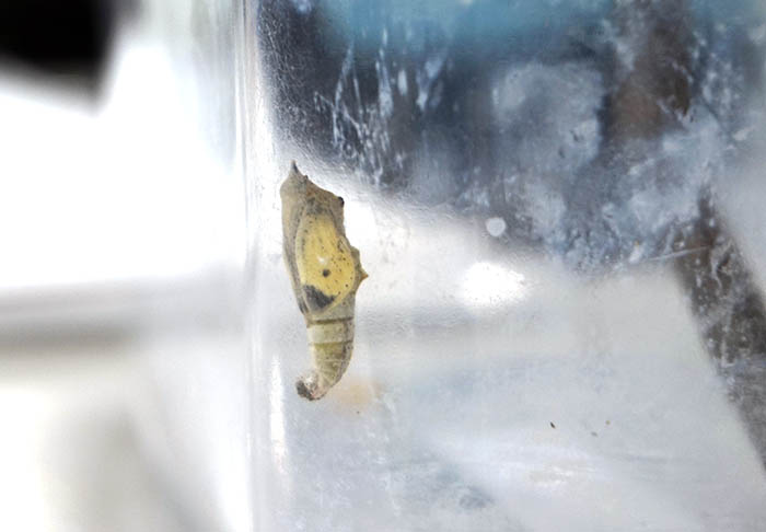 羽の模様がしっかり見えるようになっていました。