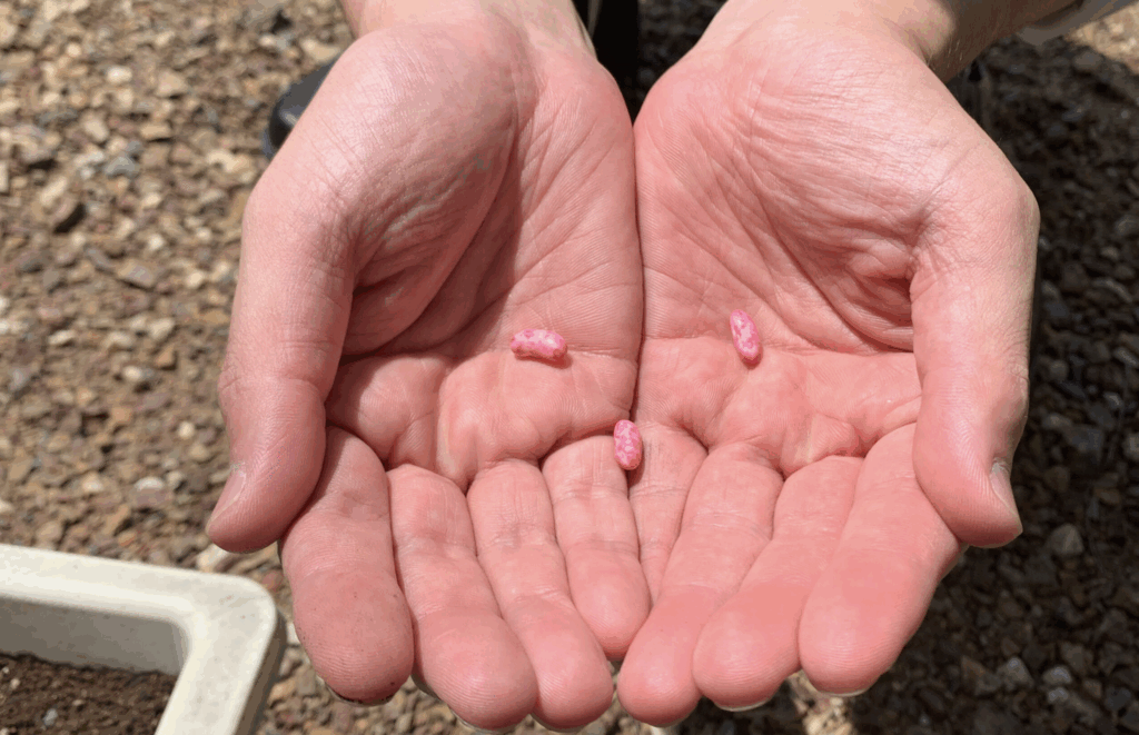 種まき＆苗植え