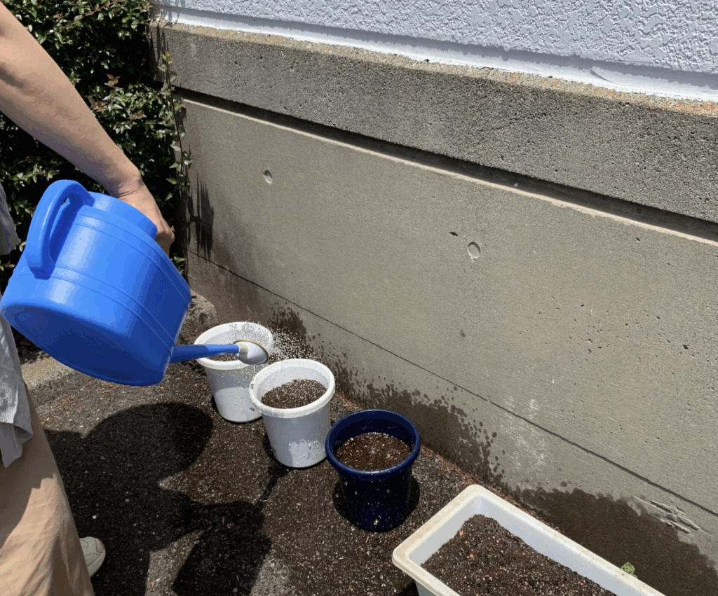 インゲンマメ＆ジャガイモ栽培日記（１）