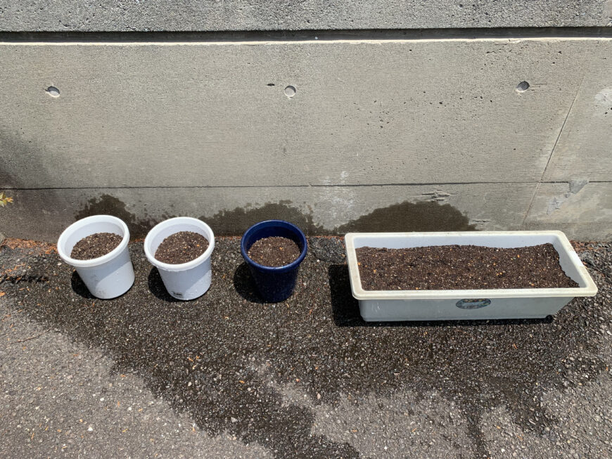 インゲンマメ＆ジャガイモ栽培日記（１）