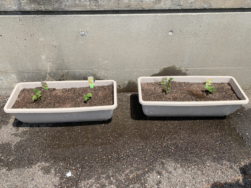 インゲンマメ＆ジャガイモ栽培日記（１）