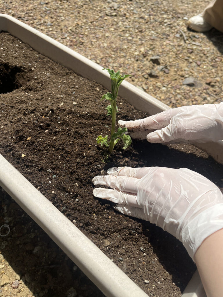 インゲンマメ＆ジャガイモ栽培日記（１）