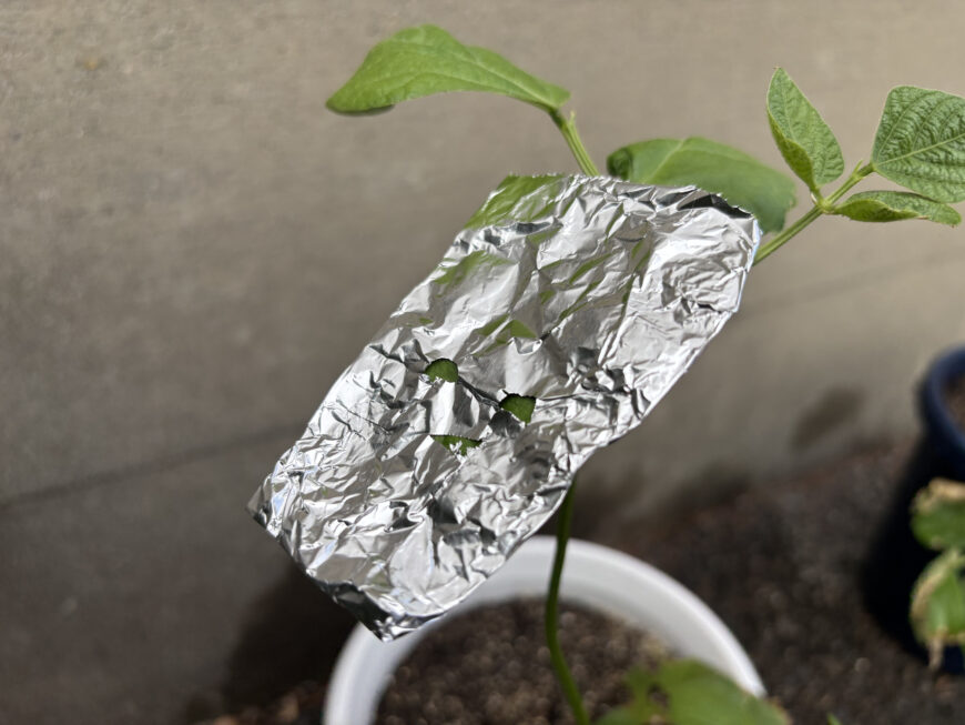 インゲンマメ＆ジャガイモ栽培日記