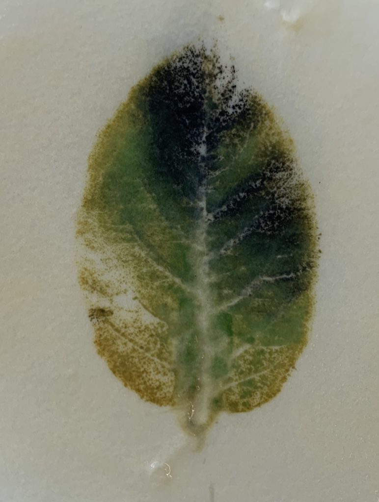 インゲンマメ＆ジャガイモ栽培日記