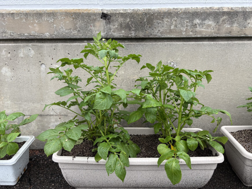 インゲンマメ＆ジャガイモ栽培日記