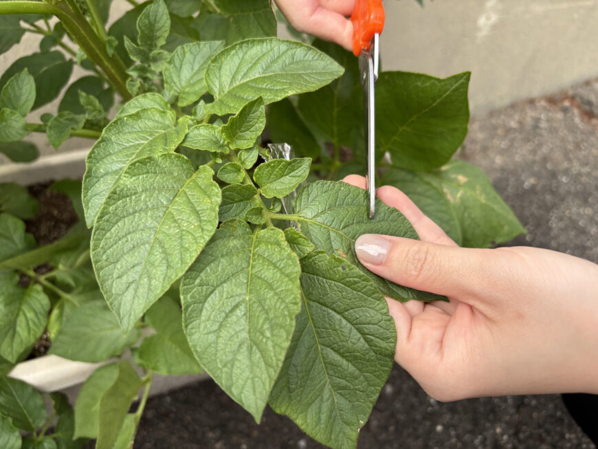 インゲンマメ＆ジャガイモ栽培日記