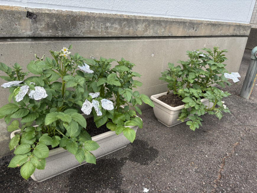 インゲンマメ＆ジャガイモ栽培日記
