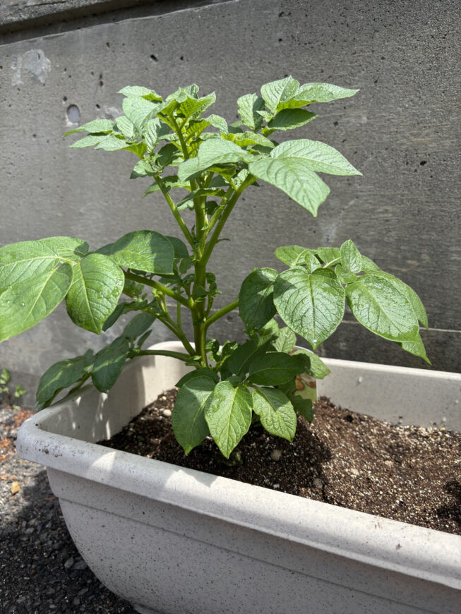 倒れていたジャガイモもなんとか上を向いてくれました。