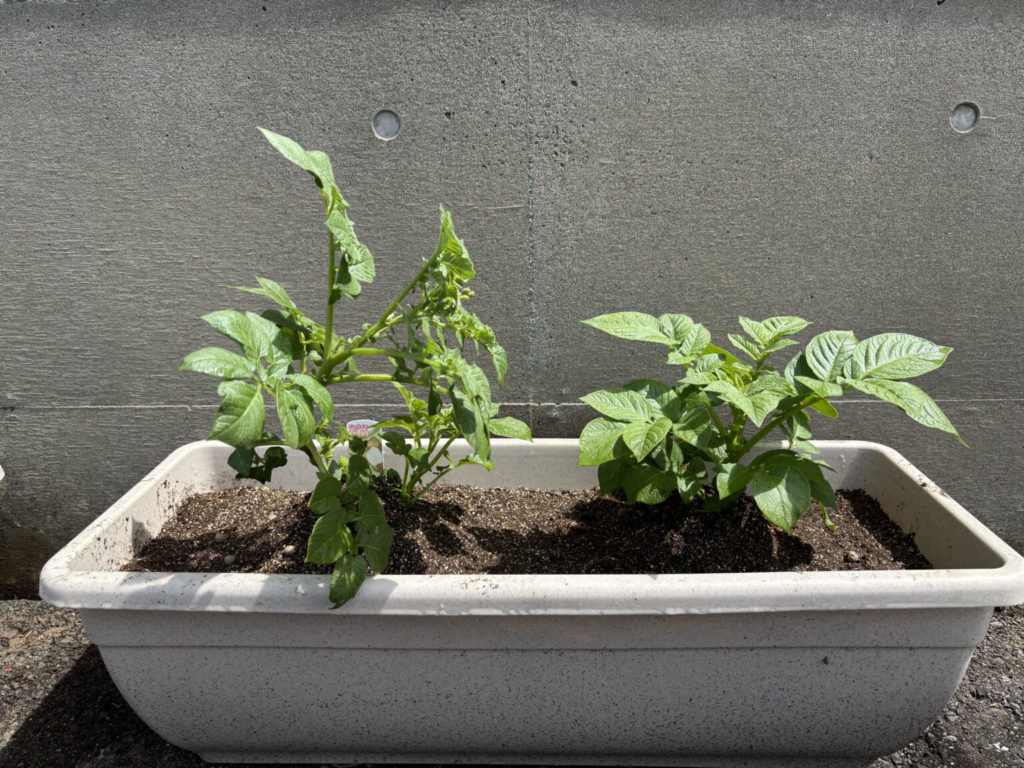 倒れていたジャガイモもなんとか上を向いてくれました。