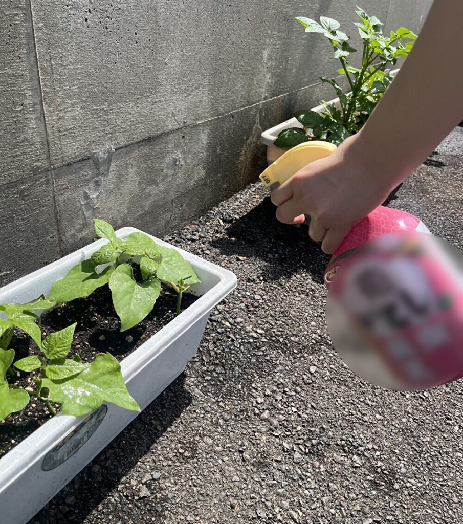 倒れていたジャガイモもなんとか上を向いてくれました。