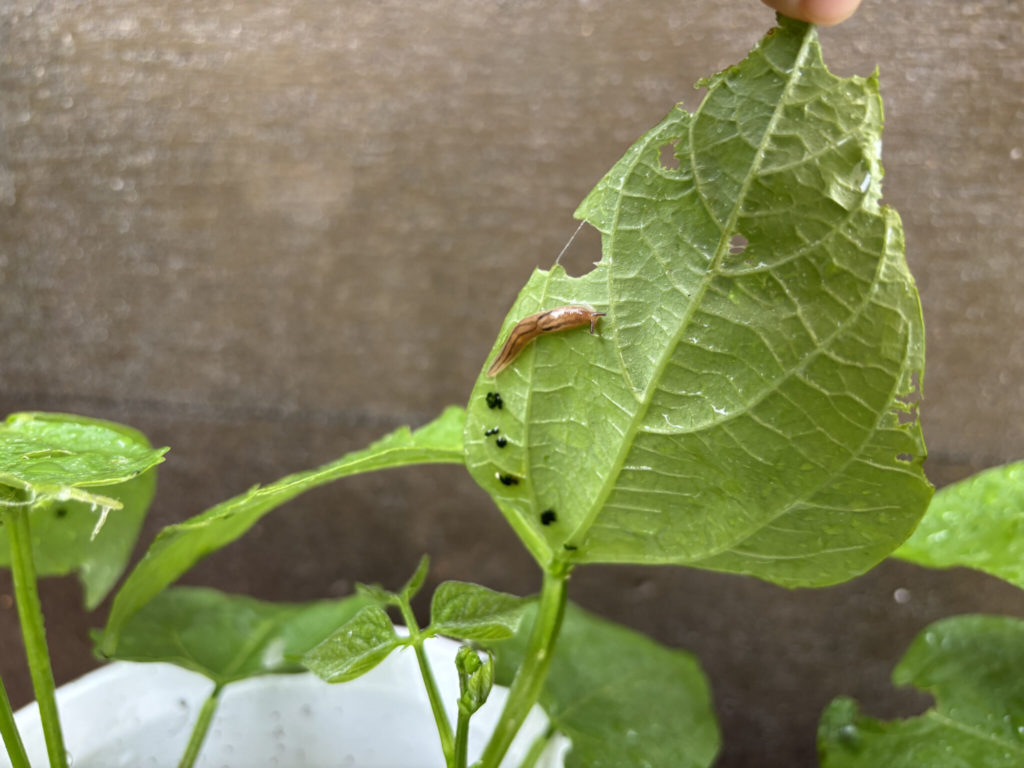 食い荒らされていました