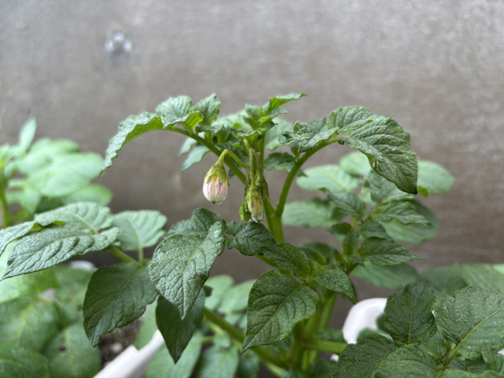 蕾は、薄いピンクか薄い紫に近い色をしています