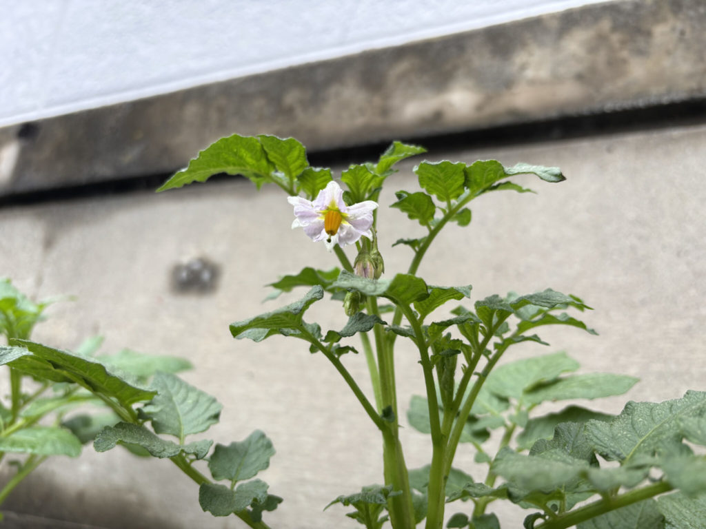 ジャガイモが開花しました！