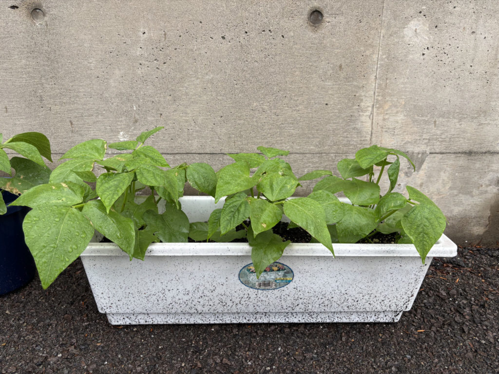 インゲンマメ＆ジャガイモ栽培日記