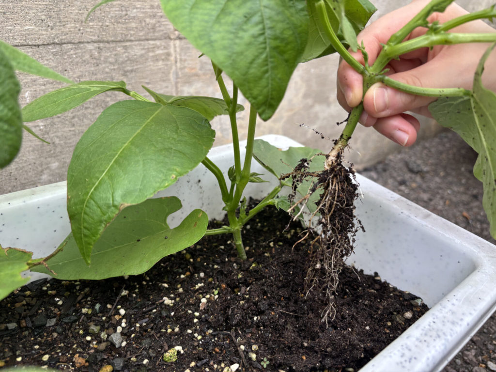 インゲンマメ＆ジャガイモ栽培日記