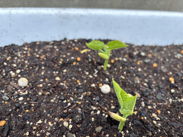 インゲンマメ＆ジャガイモ栽培日記