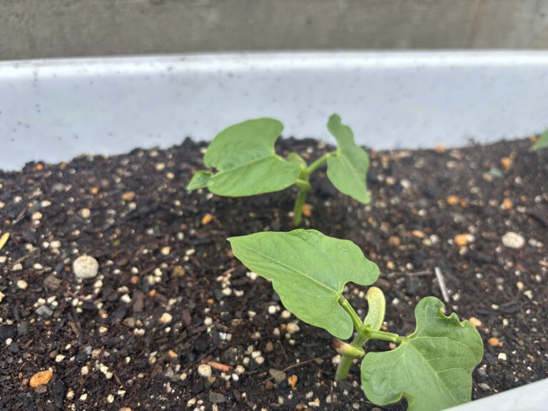 インゲンマメ＆ジャガイモ栽培日記