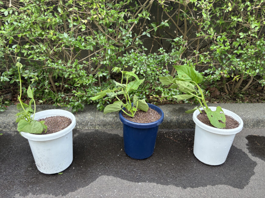 インゲンマメ＆ジャガイモ栽培日記