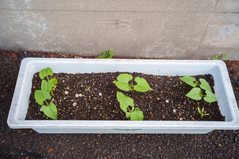 インゲンマメ＆ジャガイモ栽培日記