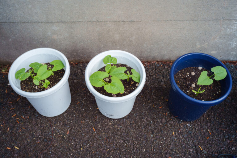 インゲンマメ＆ジャガイモ栽培日記