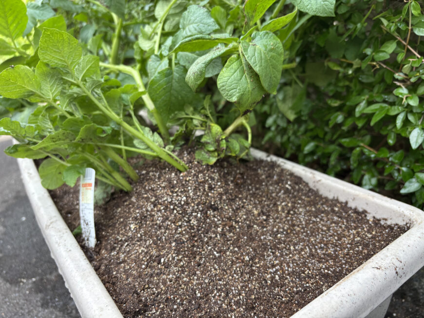 インゲンマメ＆ジャガイモ栽培日記