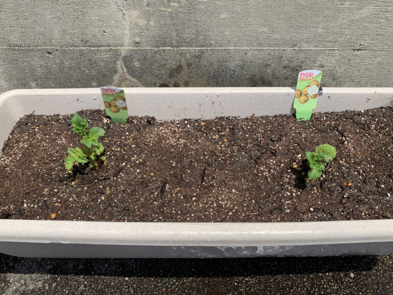 インゲンマメ＆ジャガイモ栽培日記