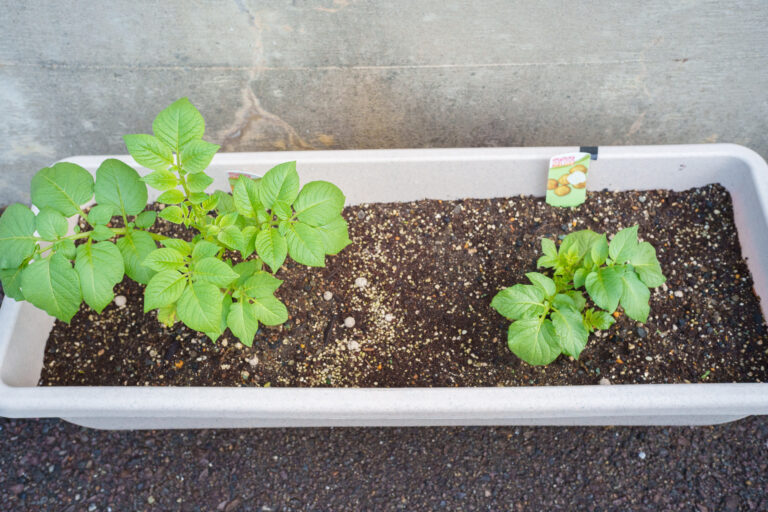 インゲンマメ＆ジャガイモ栽培日記