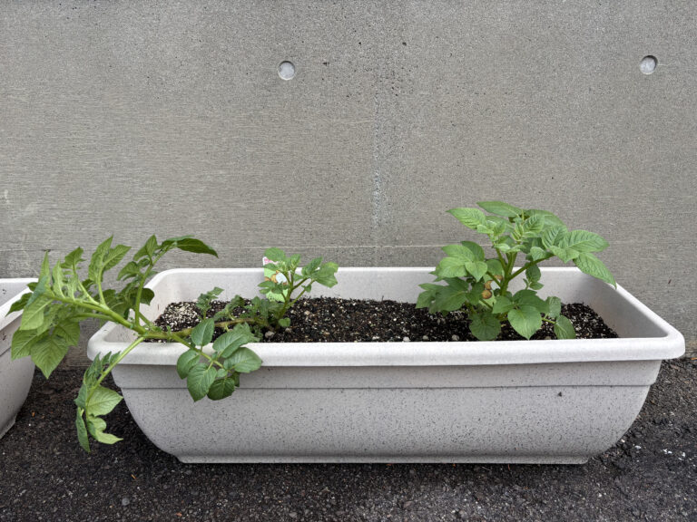 インゲンマメ＆ジャガイモ栽培日記