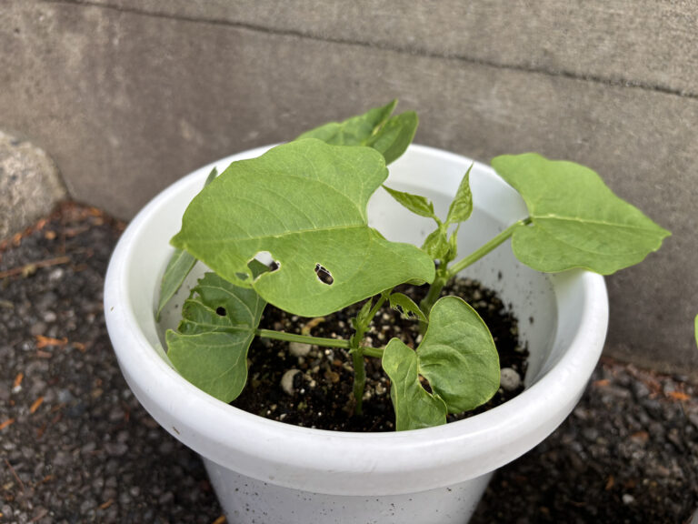 インゲンマメ＆ジャガイモ栽培日記