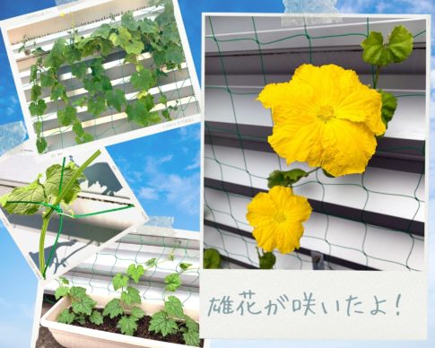 ヘチマ栽培日記（3）