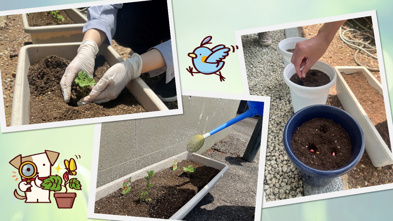 インゲンマメ＆ジャガイモ栽培日記（１）