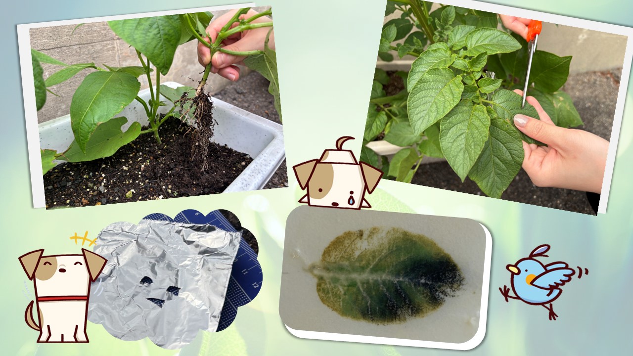 インゲンマメ＆ジャガイモ栽培日記（3）