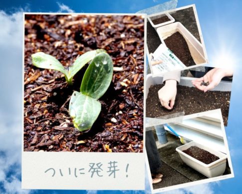 ヘチマ栽培日記（１）