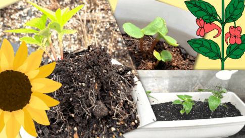 ヒマワリ・ホウセンカ栽培日記