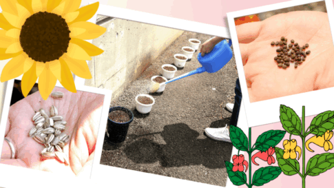 ヒマワリ＆ホウセンカ栽培日記（１）